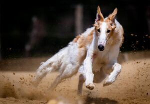 Why Online Racing Could Be the Safer Alternative We Need