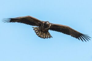 Chasing Eagles on the Isle of Wight: How a Bike Ride Sparked My Passion for Britain’s Rarest Bird
