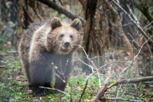Wild Bear Crashes Sibiu Tour Race Convoy, Surprising Spectators – Watch the Incredible Video!