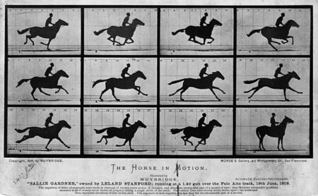 The Unstoppable Strength Behind a Graceful Stride