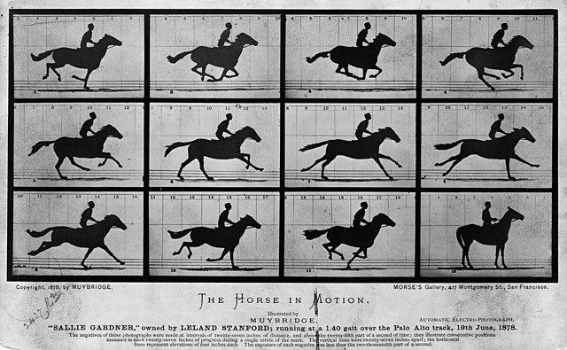 The Unstoppable Strength Behind a Graceful Stride The Unstoppable Strength Behind a Graceful Stride