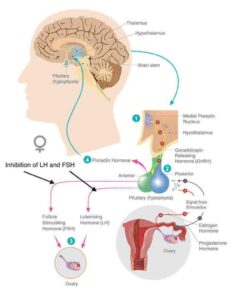 How Hormonal Contraceptives Influence Your Memory of Emotional Experiences