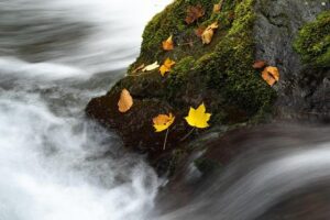 Watch Wout van Aert Go for His Fourth Cyclocross World Cup Win Live Today in Dendermonde!