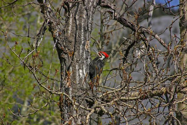 How Much Wood Can a Woodpecker Actually Peck? How Much Wood Can a Woodpecker Actually Peck?