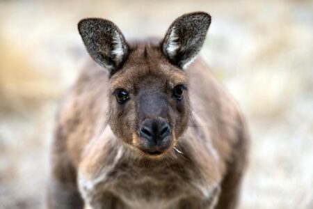 Two Riders Suffer Fractures After Kangaroo Collision in Tour Down Under