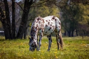 Skip the Appaloosa-Just Throw Money Instead!