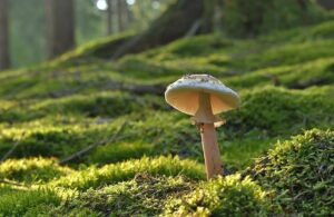 Unveiling the Astonishing Secret of the Giant Fungus Hidden Beneath Our Feet