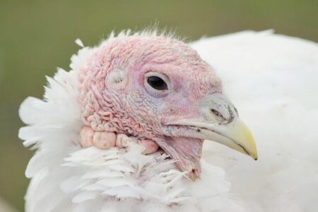 Talking Turkey