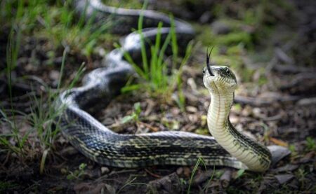 Hither And Slither