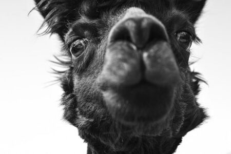 Alpacalypse Now: Embark on the Ultimate Alpaca Adventure! Alpacalypse Now