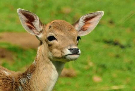 I crashed headfirst into a deer – it’s rutting season right now and gravel riders should be aware