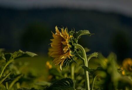 Instantly Boost Your Energy and Lift Your Spirits! Raise Your Stem And Your Spirits Will Follow