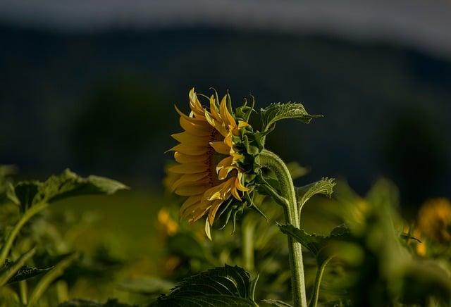 Instantly Boost Your Energy and Lift Your Spirits! Raise Your Stem And Your Spirits Will Follow