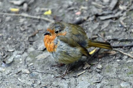 I’m Moult-ing, I’m Moult-ing! Discover the Wonders of This Amazing World! “I’m Moult-ing, I’m Moult-ing! Oh, What A World, What A World…”
